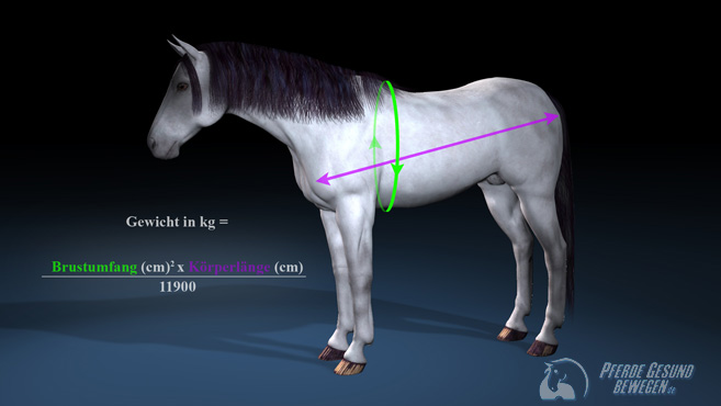 Statt Pferdewaage - So finden Sie mit Hilfe einer Formel heraus was Ihr Pferd wiegt