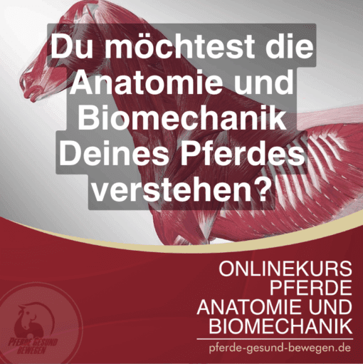Onlinekurs Pferde Anatomie und Biomechanik [Digital] – Bild 2