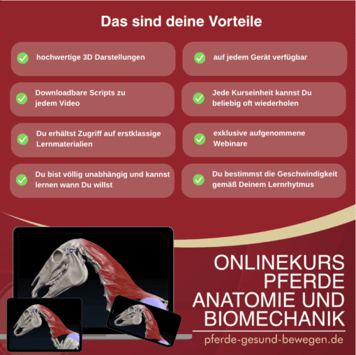 Onlinekurs Pferde Anatomie und Biomechanik [Digital] – Bild 7
