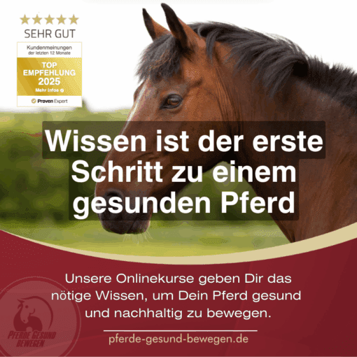 Onlinekurs Pferde Anatomie und Biomechanik [Digital] – Bild 3