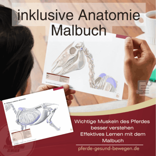 Onlinekurs Pferde Anatomie und Biomechanik [Digital] – Bild 6
