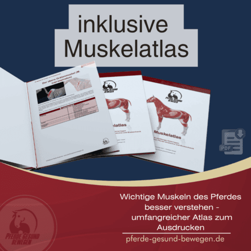 Onlinekurs Pferde Anatomie und Biomechanik [Digital] – Bild 4