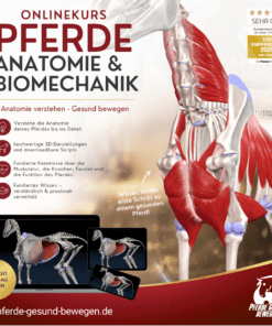 Onlinekurs Pferde Anatomie und Biomechanik [Digital]