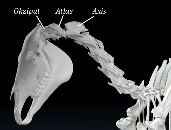 Anatomie Atlas Pferd