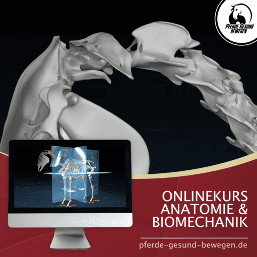 Onlinekurs Pferde Anatomie und Biomechanik
