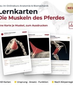 Onlinekurs Pferde Anatomie und Biomechanik [Digital] – Bild 7