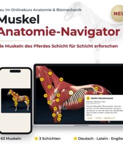 Onlinekurs Pferde Anatomie und Biomechanik [Digital] – Bild 4