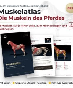 Onlinekurs Pferde Anatomie und Biomechanik [Digital] – Bild 6