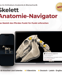 Onlinekurs Pferde Anatomie und Biomechanik [Digital] – Bild 5