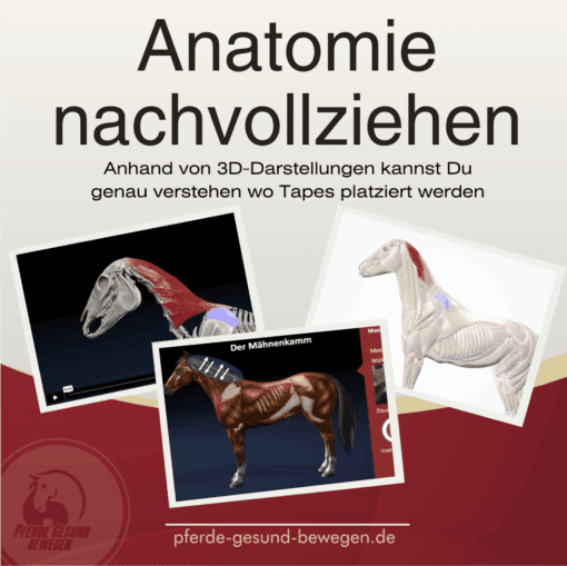 Pferde effektiv massieren - Online Seminar [Digital] – Bild 6
