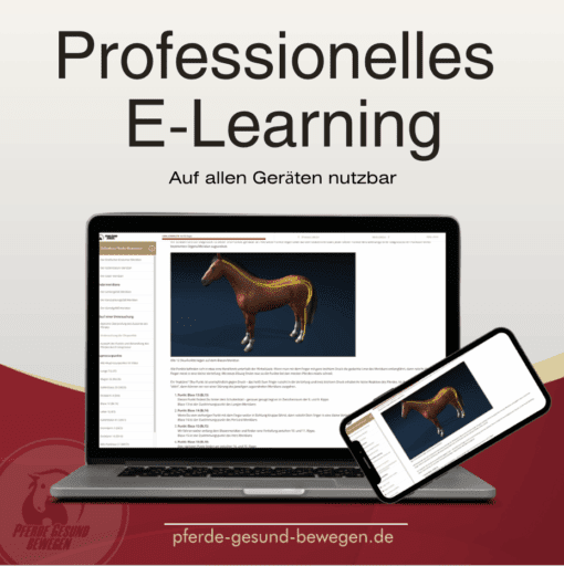 Onlinekurs Pferde Akupressur [Digital] – Bild 2