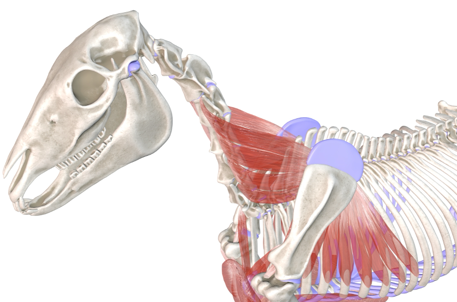 Der gesägte Muskel – Musculus serratus ventralis – ist einer der wichtigsten Rumpfträger des Pferdes. Der gesägte Muskel ist in der Bewegung daran beteiligt den Rumpf nachzuziehen. Bei fixiertem Gelenk hebt der Muskel den Rumpf an. Dieser Muskel ist daran beteiligt, dass der Widerrist des Pferdes bereits im Stand angehoben werden kann.