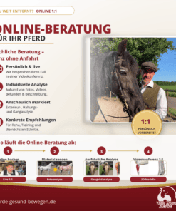 Online-Beratung für Dein Pferd – Videoanalyse & 1:1-Gespräch