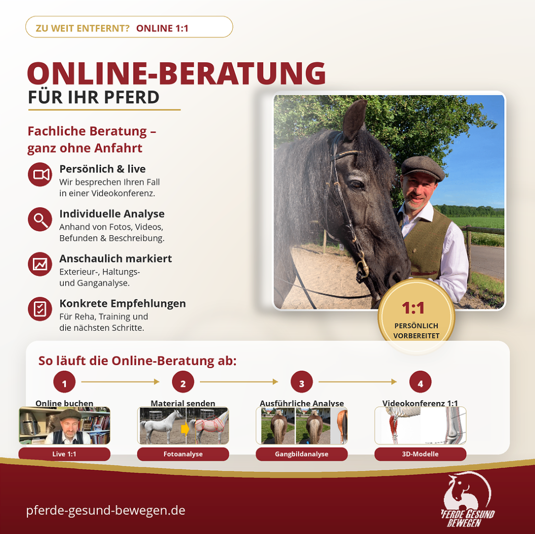 Online-Beratung für Dein Pferd – Videoanalyse & 1:1-Gespräch