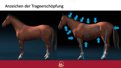 Trageerschöpfung beim Pferd - Ursachen und Hilfe