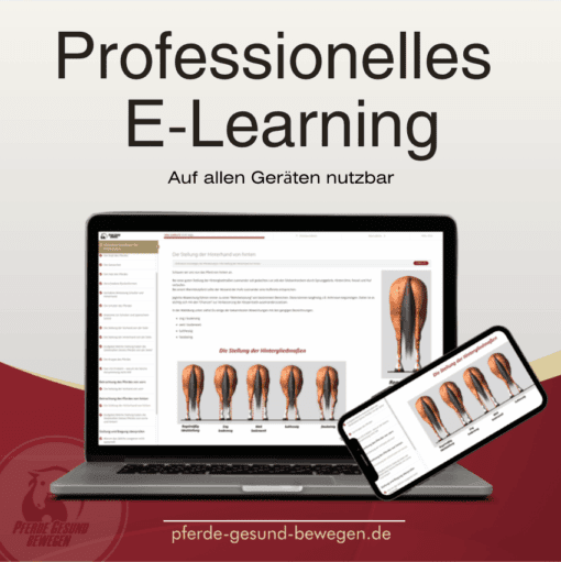 Onlinekurs Grundlagen der Pferdeanalyse [Digital] – Bild 2
