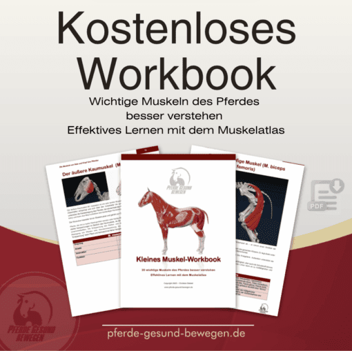 Pferde effektiv massieren - Online Seminar [Digital] – Bild 4
