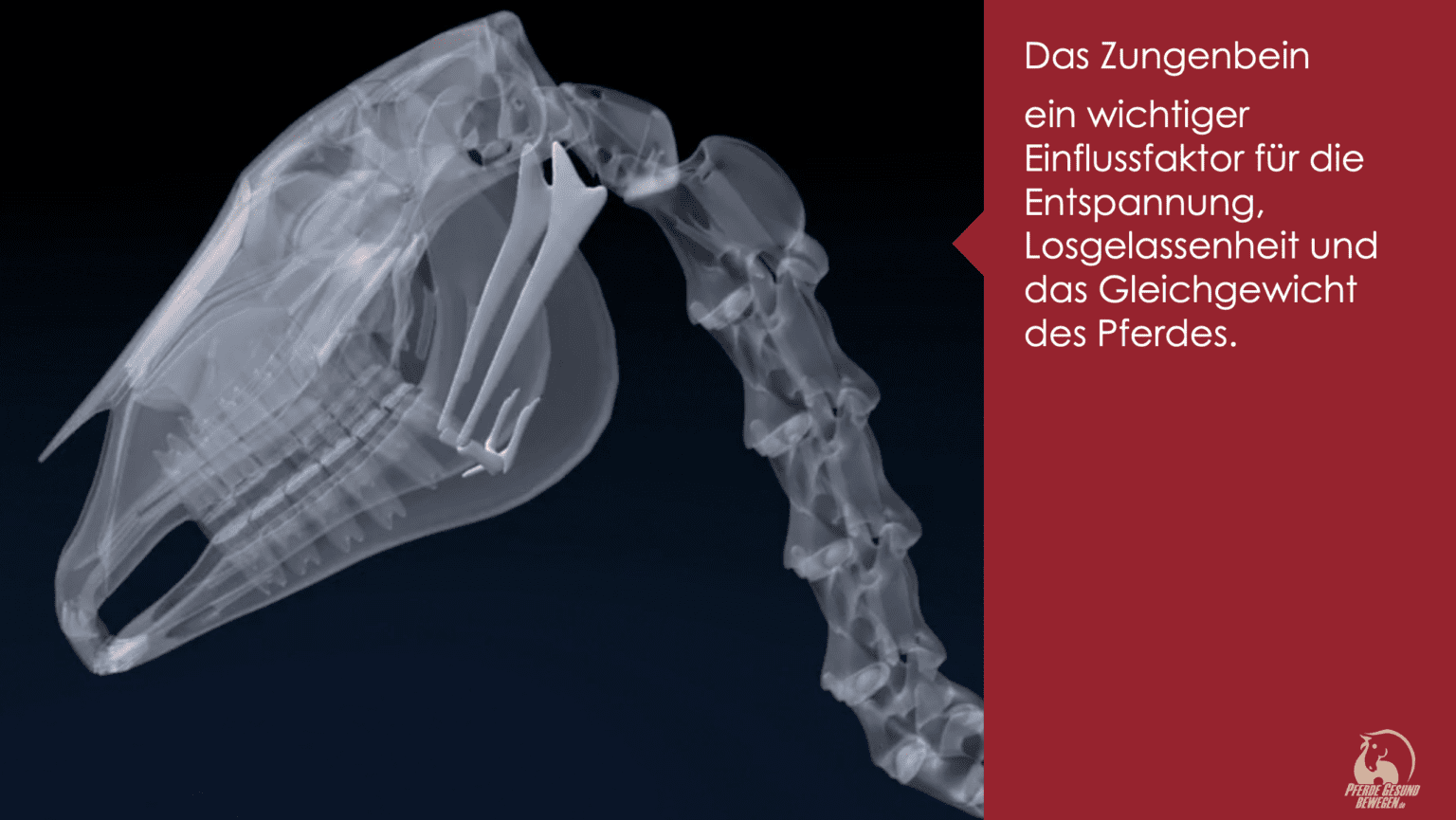 ECVM - Was ist das und welche Probleme haben die Pferde?