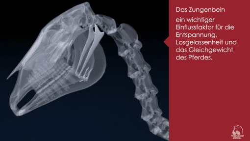 ECVM - Was ist das und welche Probleme haben die Pferde?