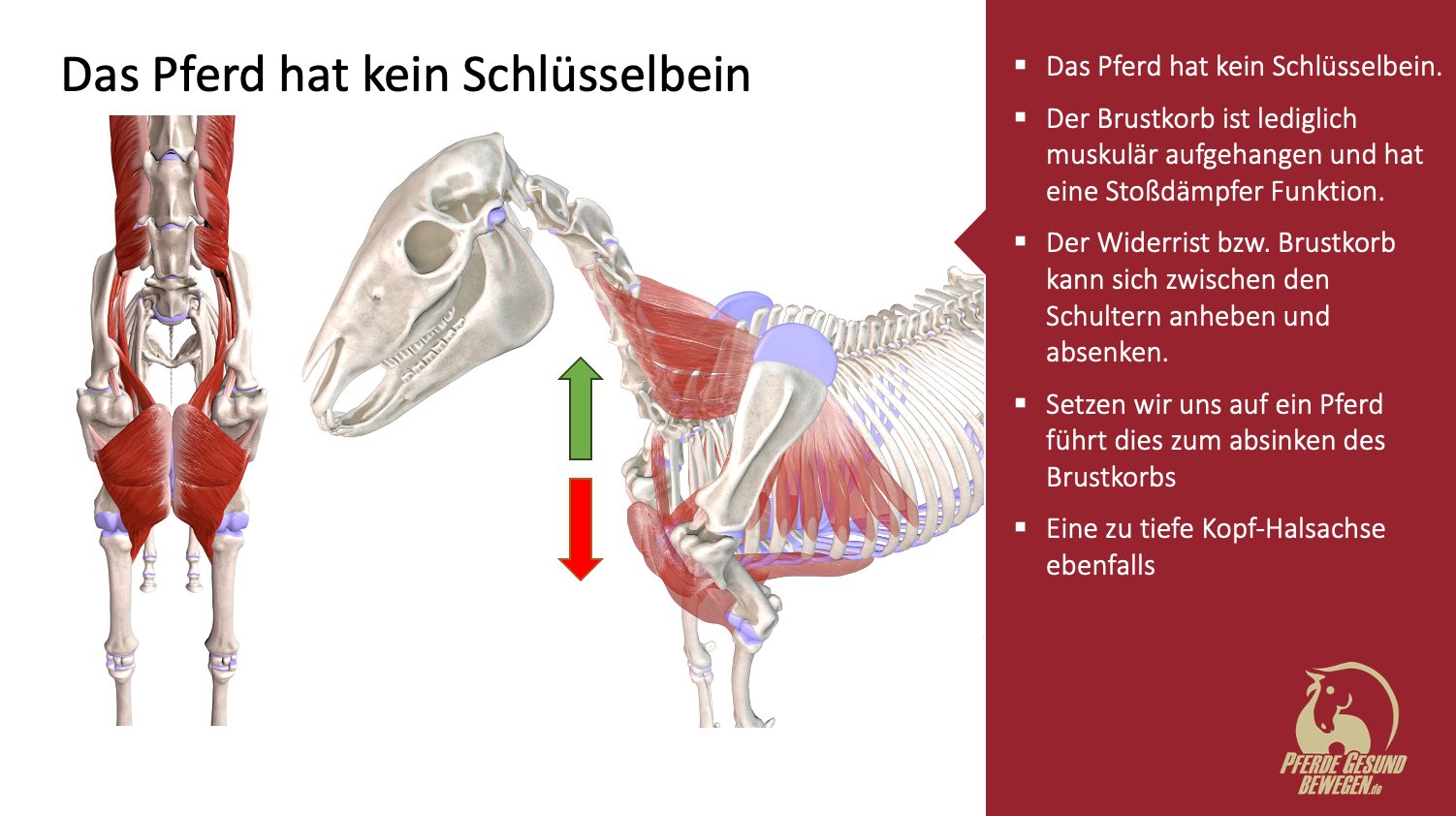 ECVM - Was ist das und welche Probleme haben die Pferde?