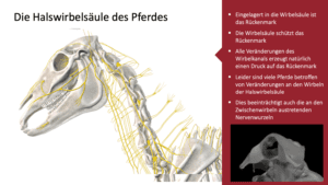 ECVM - Was ist das und welche Probleme haben die Pferde?