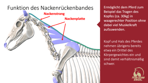 ECVM - Was ist das und welche Probleme haben die Pferde?