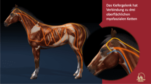 ECVM - Was ist das und welche Probleme haben die Pferde? - Pferde ...