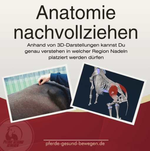 Masterclass Triggerpunkttherapie - Dryneedling am Pferd [Digital] – Bild 3