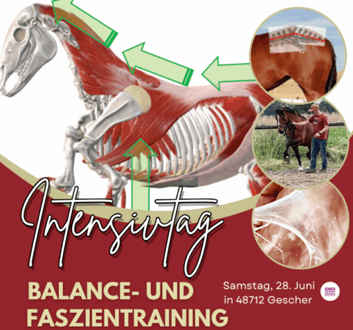 Intensivtag Balance und Faszientraining live 28.06.2025 [Digital]