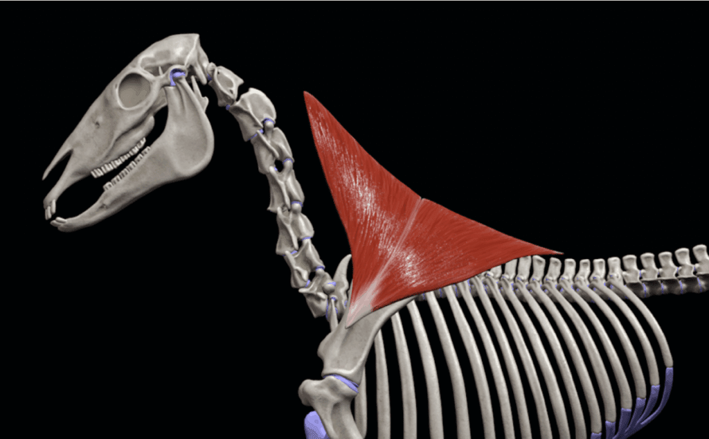 Der Trapezmuskel beim Pferd (Musculus trapezius) gehört zu den wichtigsten Muskeln im Schulterbereich. Hier in der 3D Darstellung aus unserem Onlinekurs Pferdeanatomie und Biomechanik