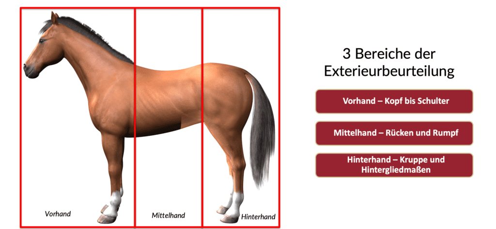 Die drei Bereiche der Exterieurbeurteilung: Vorhand, Mittelhand und Hinterhand am Pferd eingezeichnet