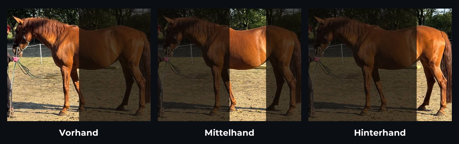 Vorhand, Mittelhand und Hinterhand am Beispielpferd Ina jeweils einzeln hervorgehoben