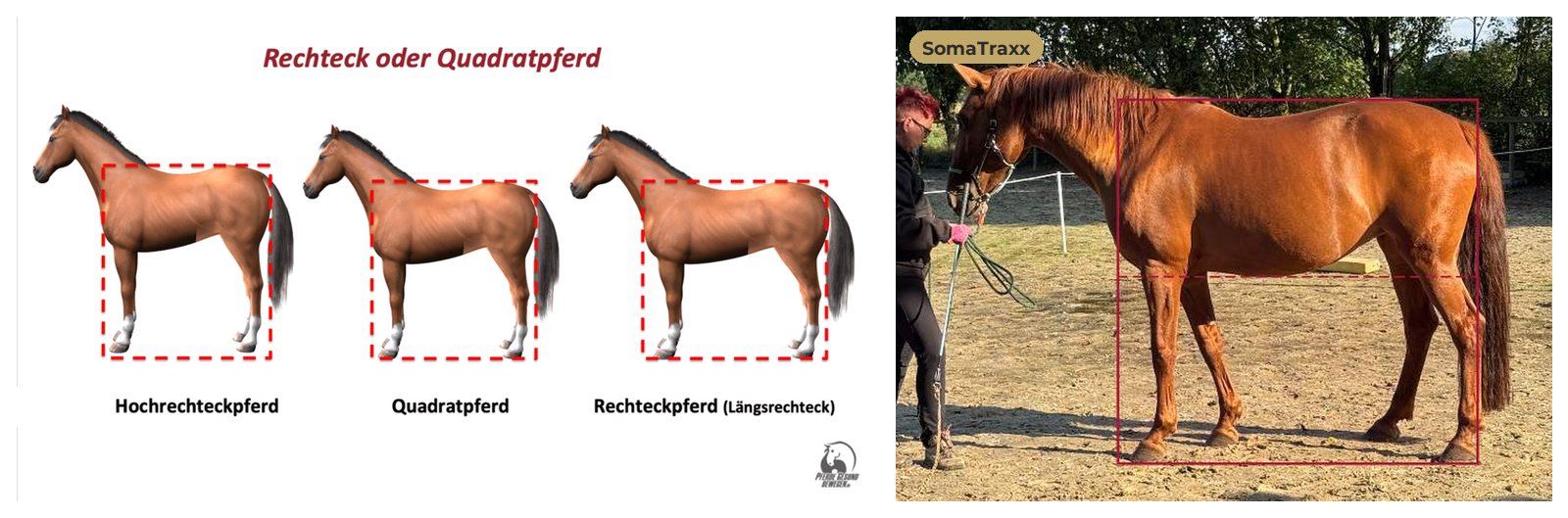 Hochrechteckpferd, Quadratpferd und Rechteckpferd im Vergleich, daneben das Format-Rechteck am Beispielpferd Ina