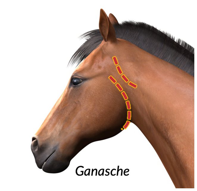 Lage der Ganasche am Pferdekopf, hinterer Rand des Unterkiefers markiert