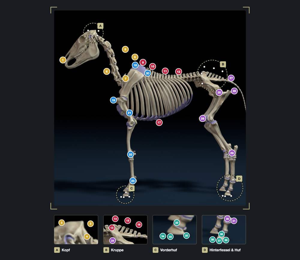 Anatomische Messpunkte der SomaTraxx-Gebäudeanalyse am Pferdeskelett mit Lupen für Kopf, Kruppe und Hufe