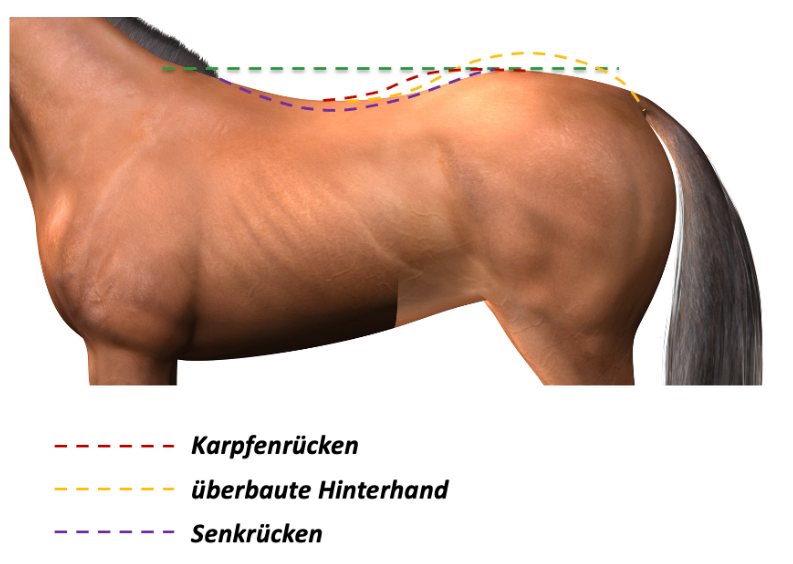 Verschiedene Rückenformen beim Pferd: Karpfenrücken, überbaute Hinterhand und Senkrücken