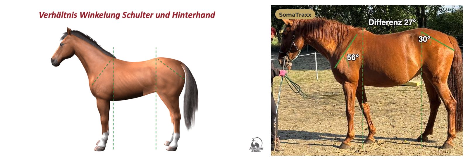 Verhältnis der Winkelung von Schulter und Hinterhand in der Kursgrafik und am Beispielpferd Ina