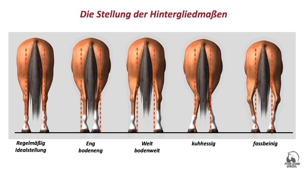 Stellung der Hintergliedmaßen von hinten: regelmäßig, eng, weit, kuhhessig, fassbeinig