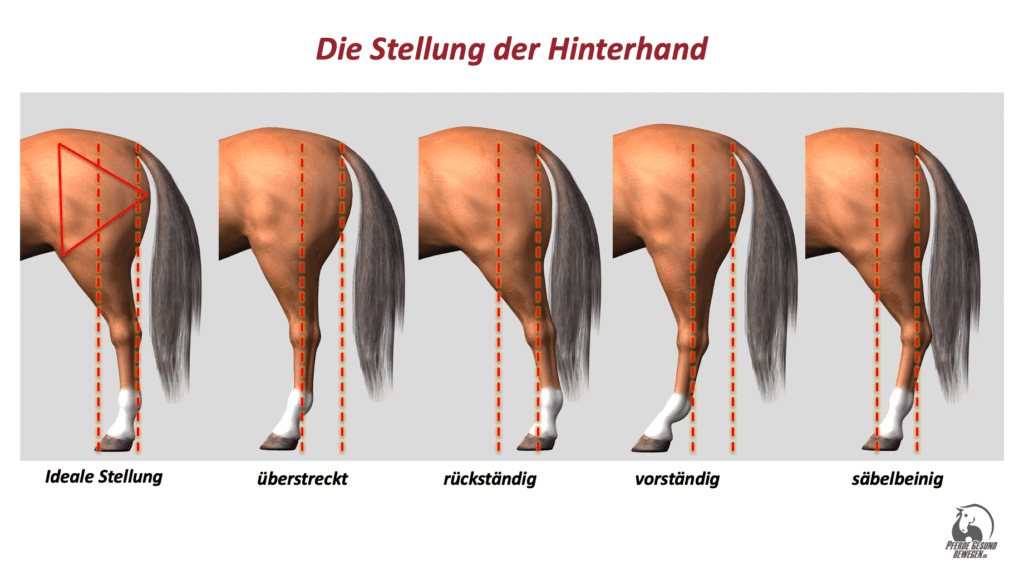 Stellung der Hinterhand von der Seite: ideale Stellung, überstreckt, rückständig, vorständig und säbelbeinig