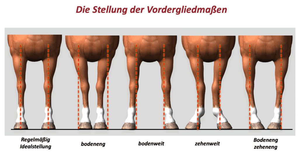 Stellung der Vordergliedmaßen von vorn: regelmäßig, bodeneng, bodenweit, zehenweit