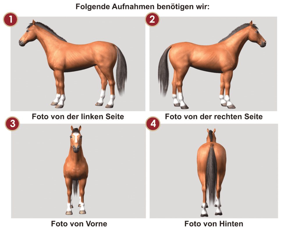 Vier Aufnahmen für die Exterieurbeurteilung: Pferd von links, von rechts, von vorn und von hinten