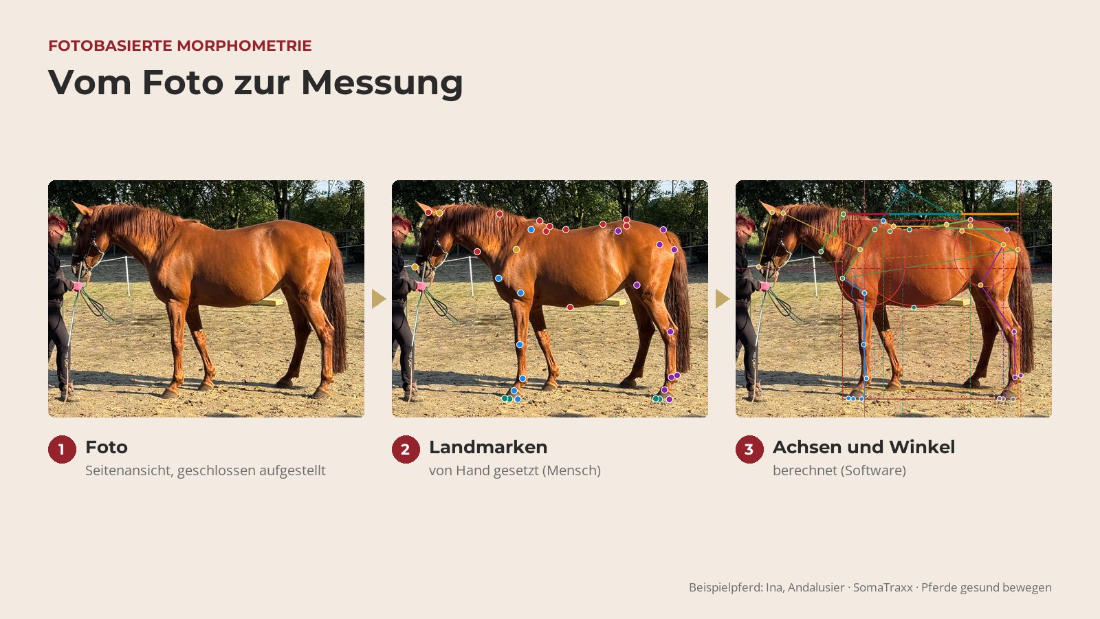 Fotobasierte Morphometrie am Pferd: Seitenfoto, von Hand gesetzte Landmarken und berechnete Achsen und Winkel