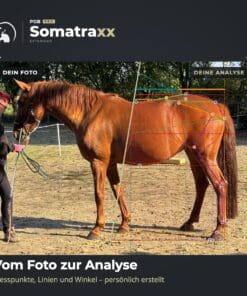 Digitale Pferdeanalyse [Digital] – Bild 2