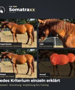 Digitale Pferdeanalyse [Digital] – Bild 4