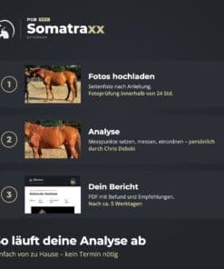 Digitale Pferdeanalyse [Digital] – Bild 3