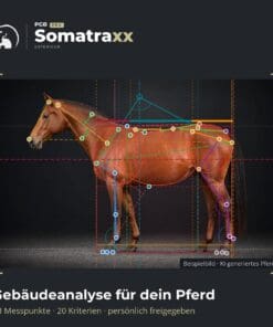 Alternative view of Digitale Pferdeanalyse [Digital]