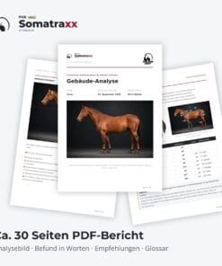 Digitale Pferdeanalyse [Digital] – Bild 3